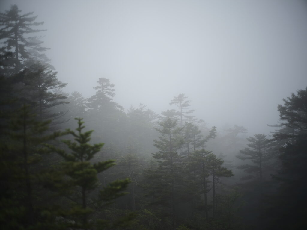 鹿追町・霧のエゾマツ林