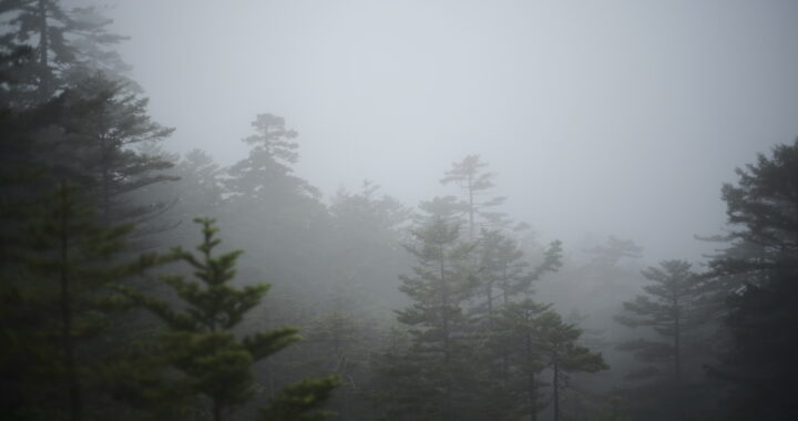 霧のエゾマツ林