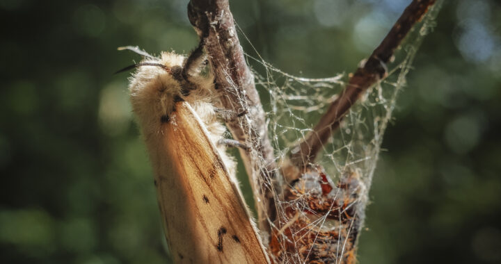 マイマイガの羽化