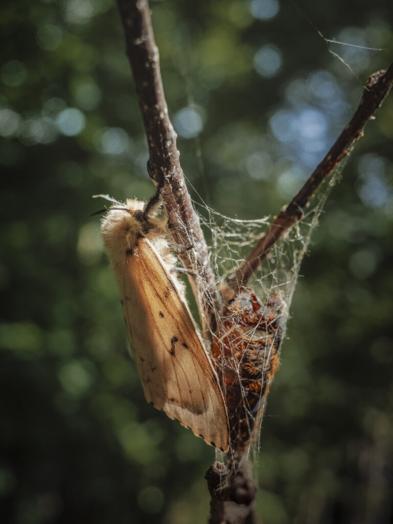 マイマイガの羽化