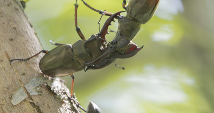 ミヤマクワガタの争い