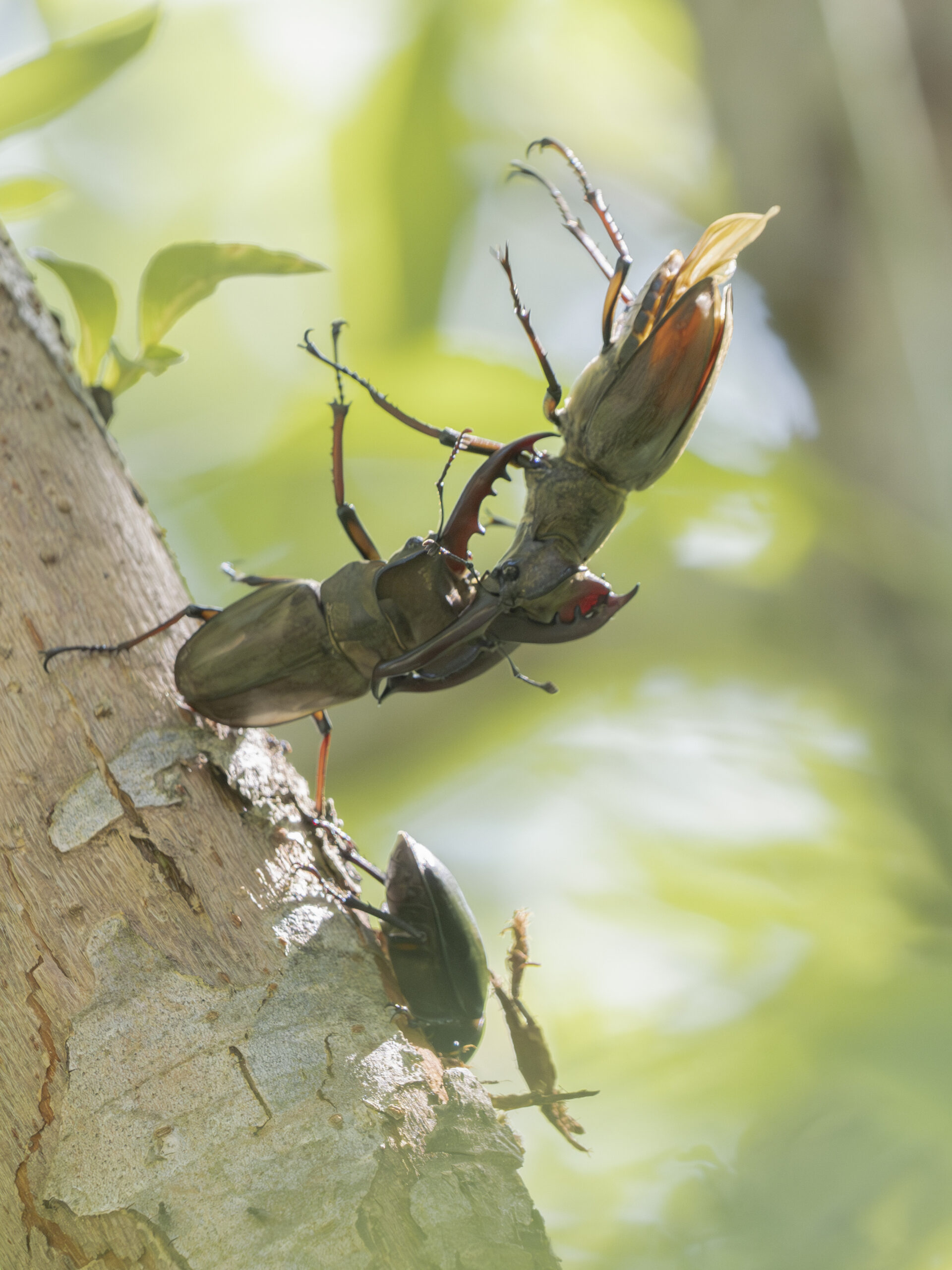 ミヤマクワガタの争い