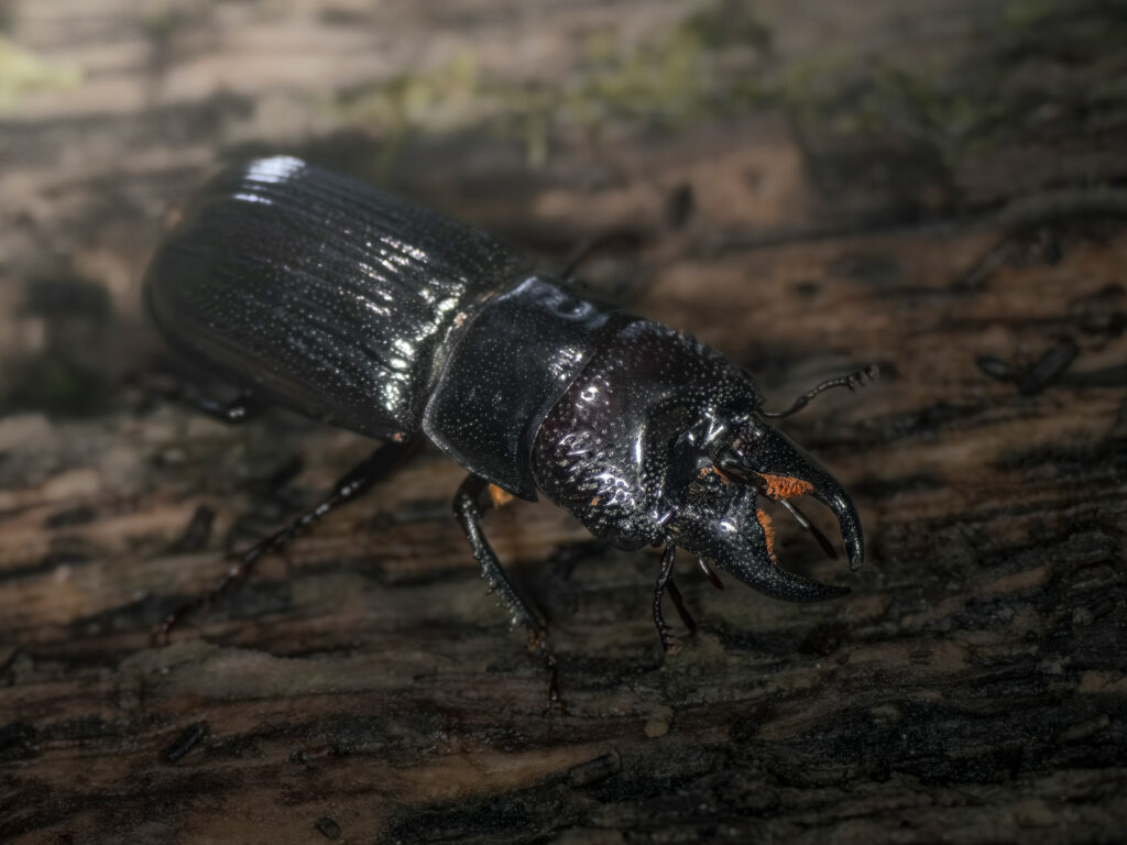 ツヤハダクワガタのオス