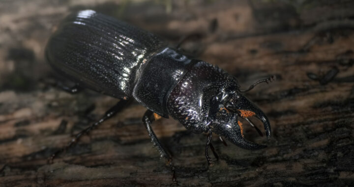 ツヤハダクワガタのオス