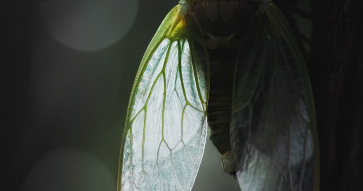 コエゾゼミの羽化