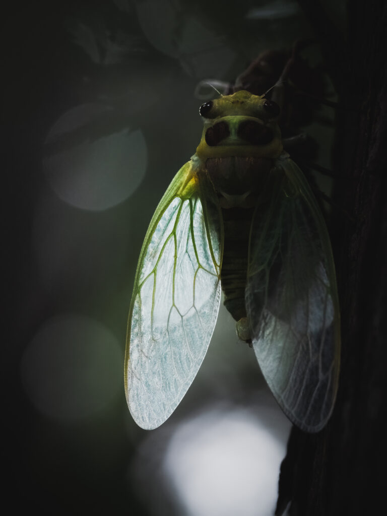 コエゾゼミの羽化