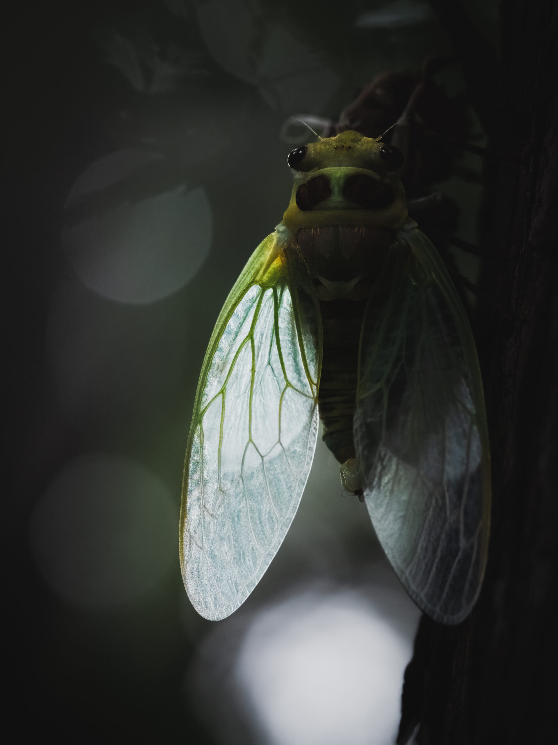 コエゾゼミの羽化