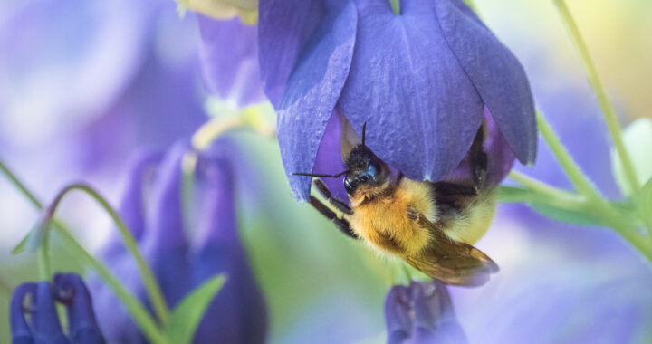 ミヤマオダマキに訪れたエゾコマルハナバチのオス