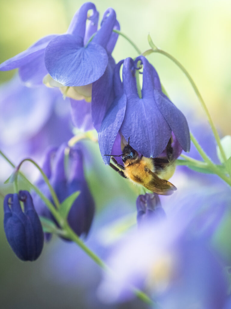 エゾコマルハナバチの吸蜜
