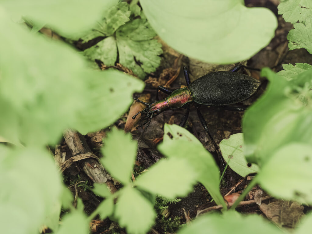 エゾマイマイカブリ成虫