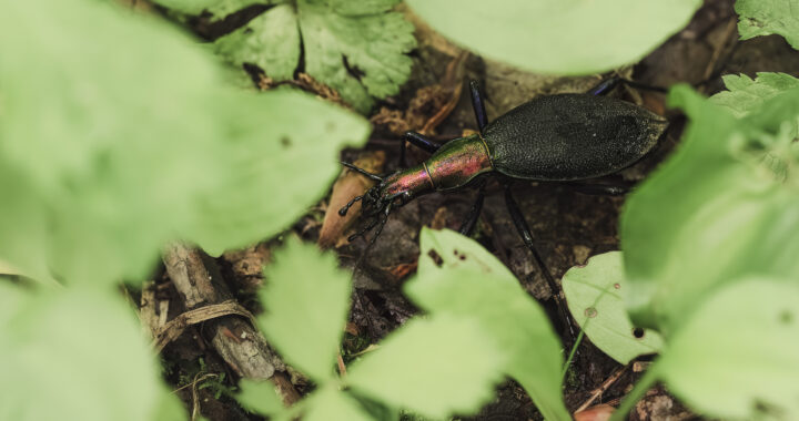 エゾマイマイカブリの成虫