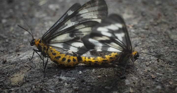ヒロオビトンボエダシャクの交尾