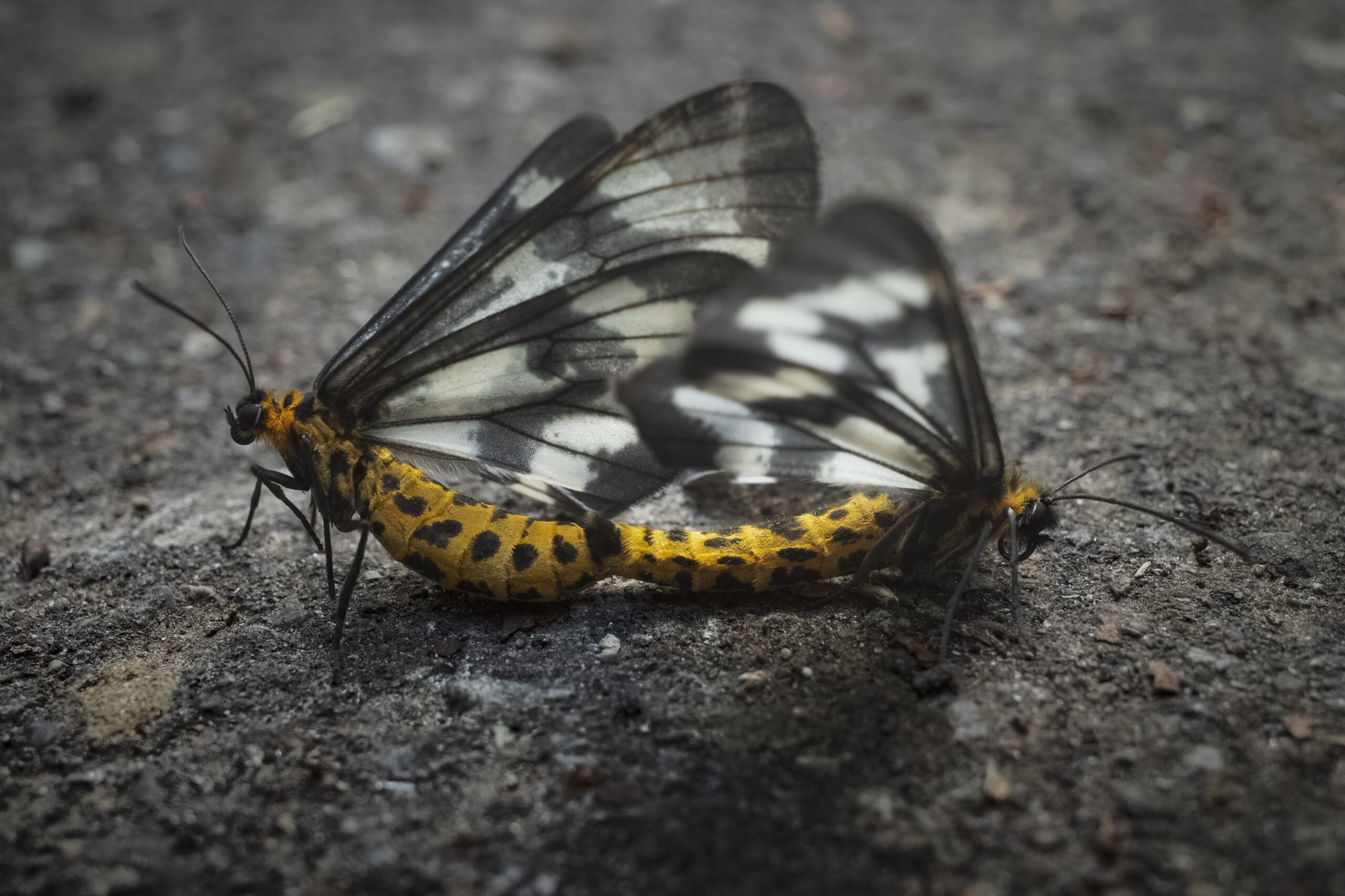 ヒロオビトンボエダシャクの交尾