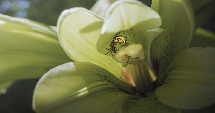 オオウバユリと単独性ハナバチの仲間