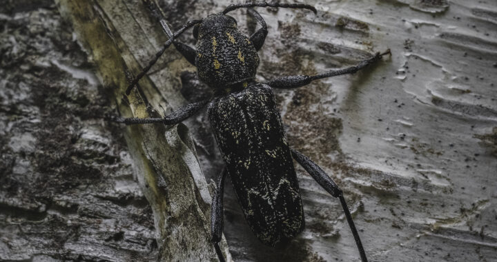 ヤナギトラカミキリの成虫