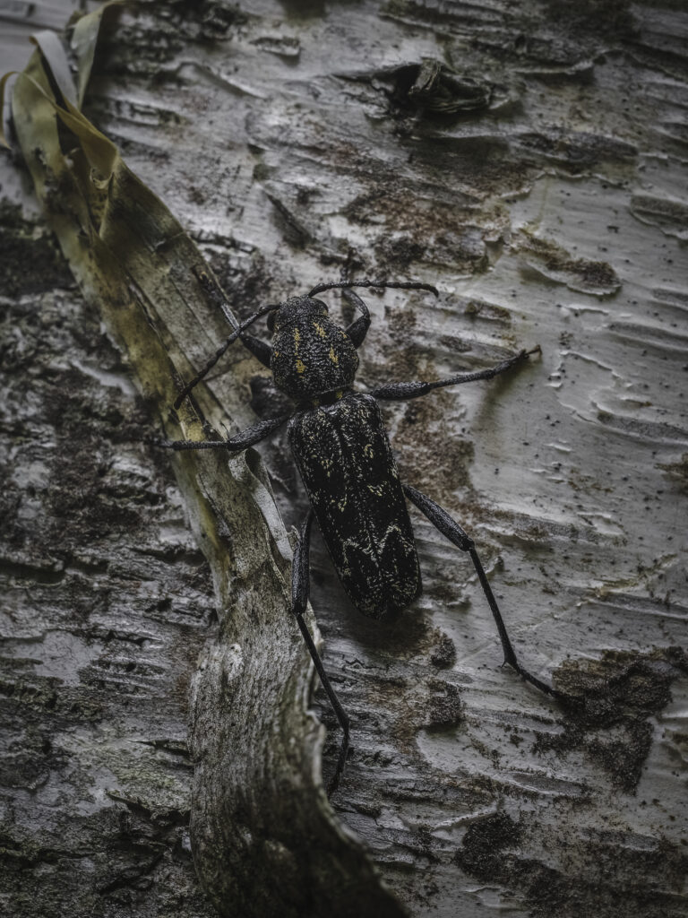ヤナギトラカミキリの成虫