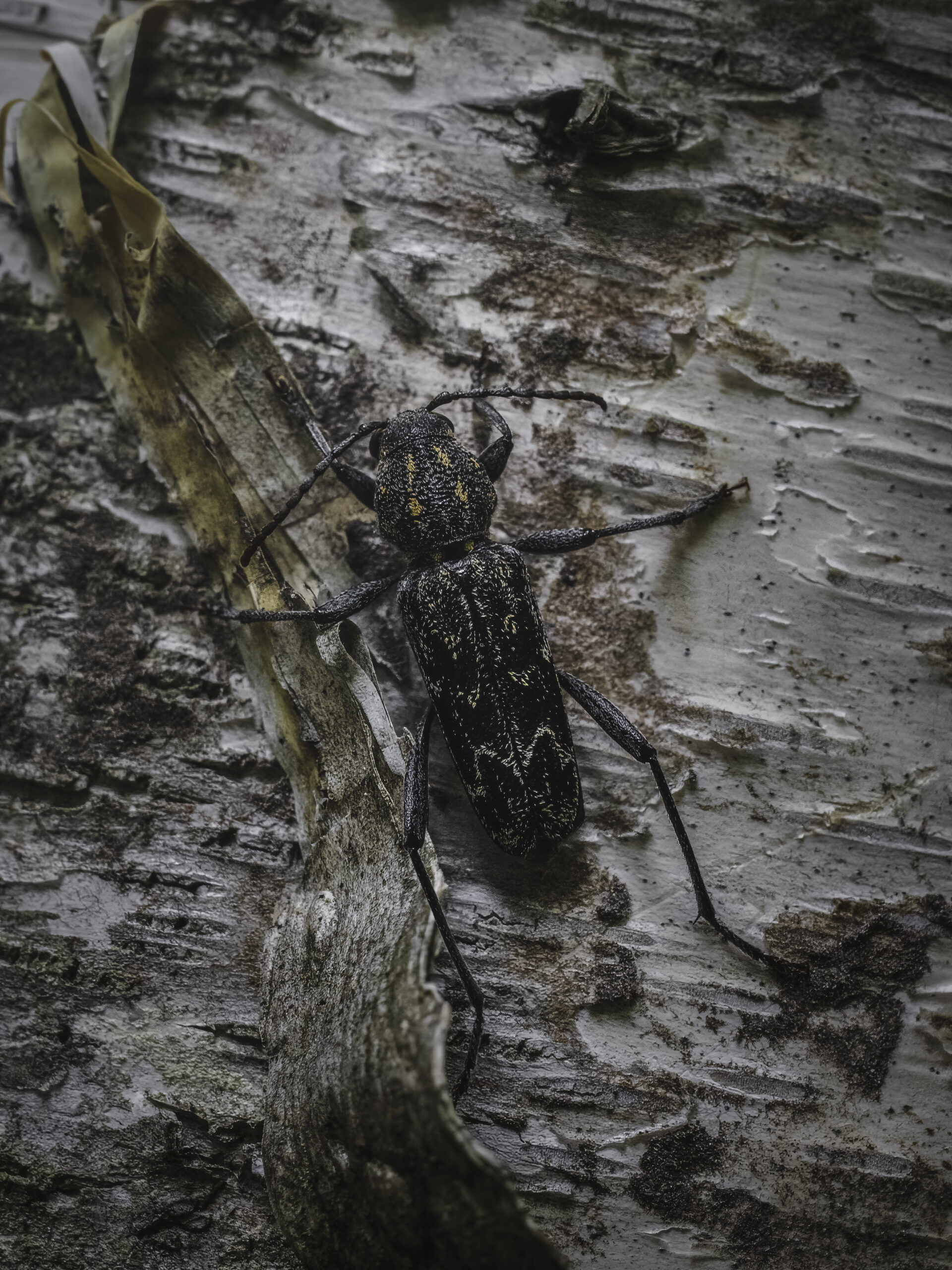 ヤナギトラカミキリの成虫