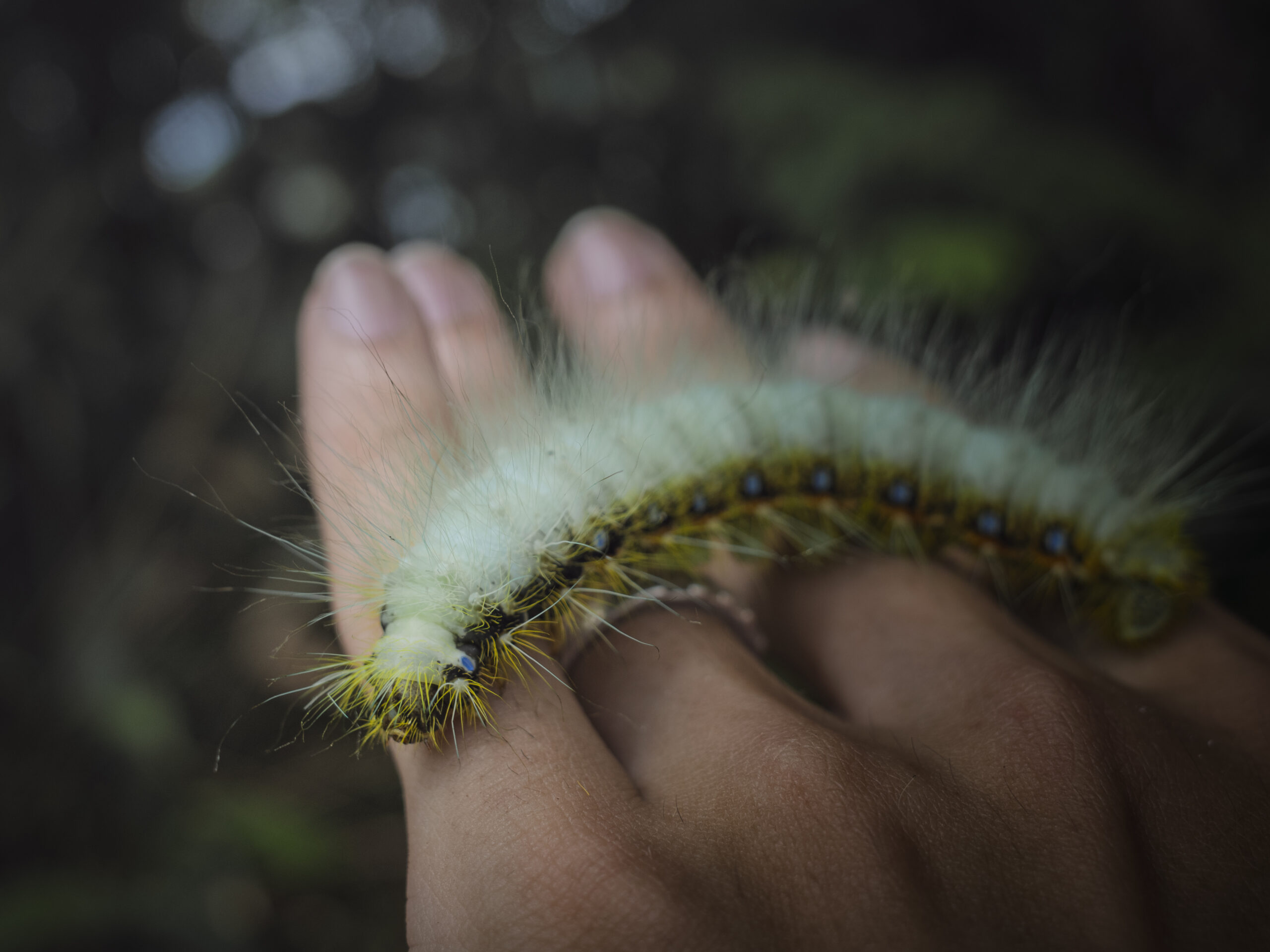 クスサンの幼虫