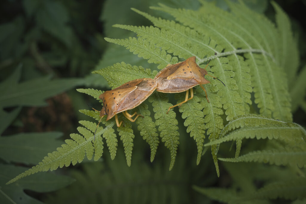 トホシカメムシの交尾