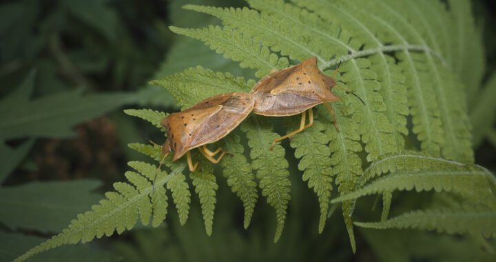 トホシカメムシの交尾