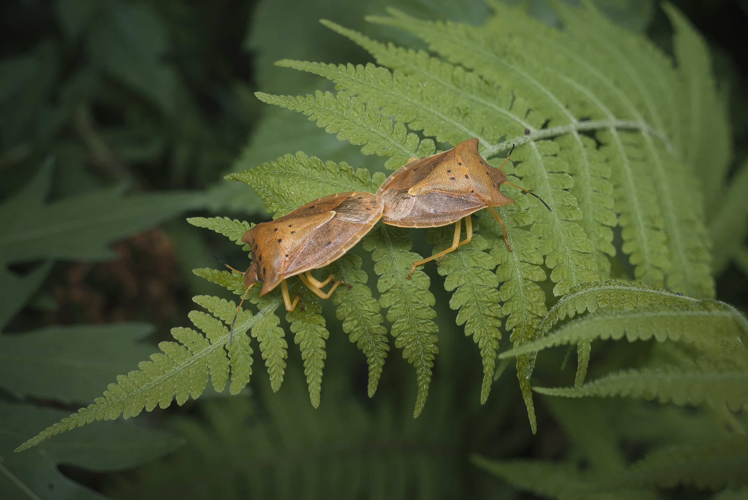 トホシカメムシの交尾