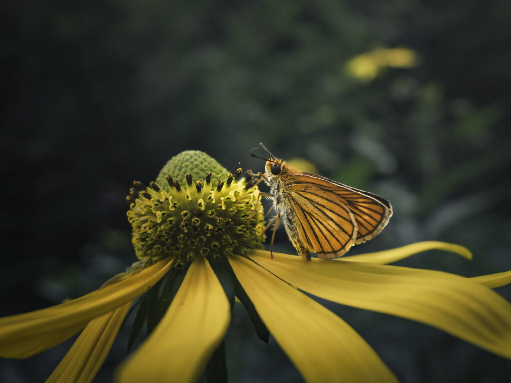 オオハンゴンソウとスジグロチャバネセセリ