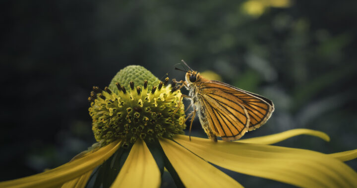 オオハンゴンソウとスジグロチャバネセセリ