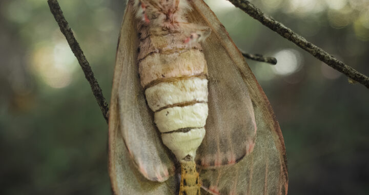 カシワマイマイの交尾