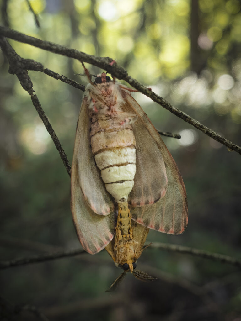 カシワマイマイの交尾