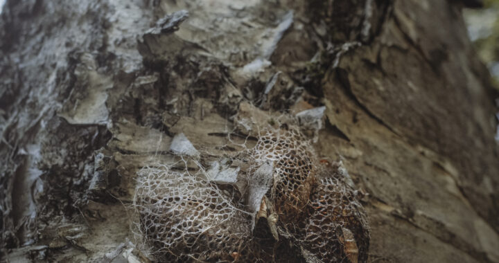 クスサンの繭（蛹）