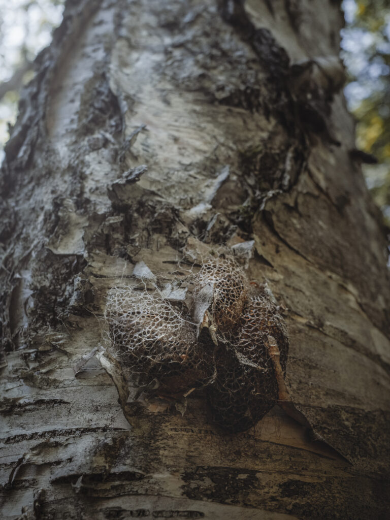 クスサンの繭（蛹）
