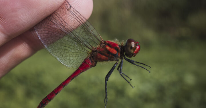 ナツアカネの成虫