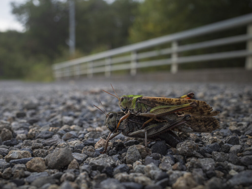 トノサマバッタの産卵