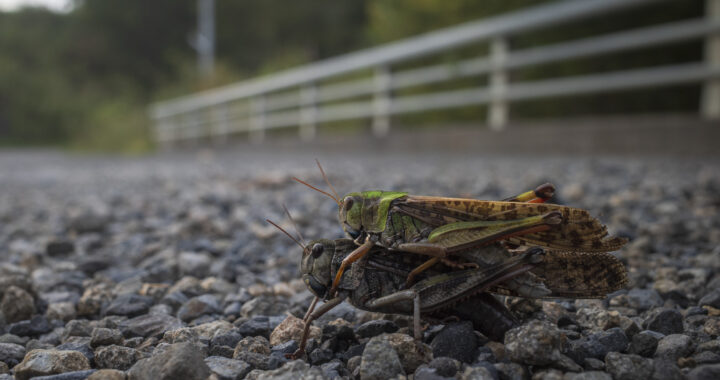 トノサマバッタの産卵