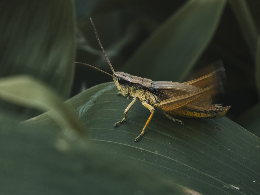 ヒザグロナキイナゴの写真