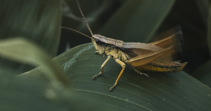 ヒザグロナキイナゴのオス