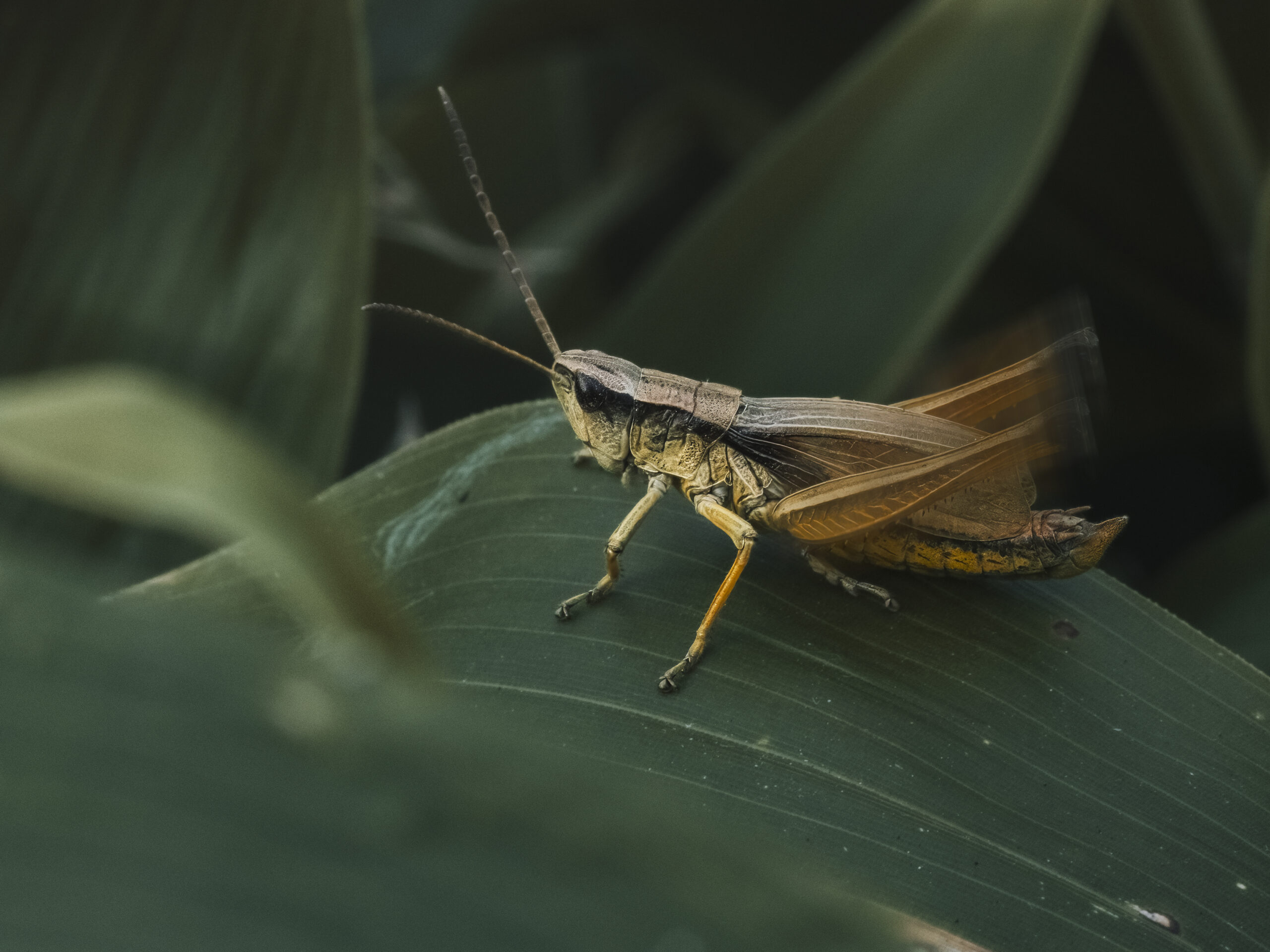 ヒザグロナキイナゴのオス
