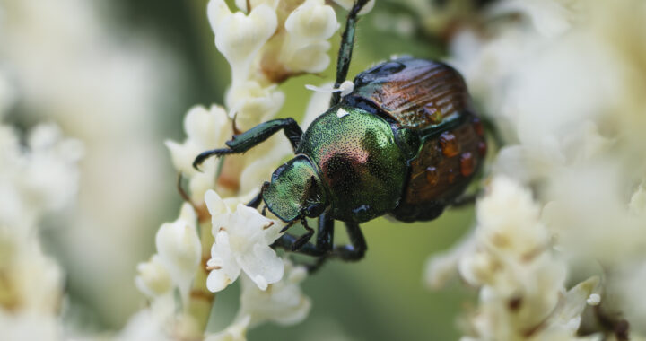 オオイタドリの花を食べるマメコガネ