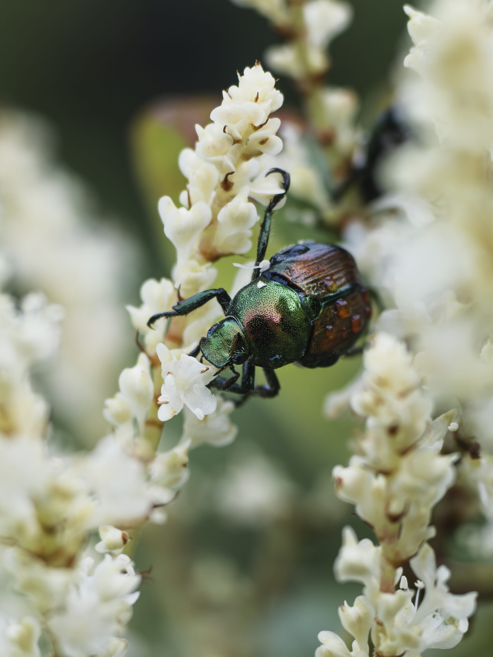 オオイタドリの花を食べるマメコガネ