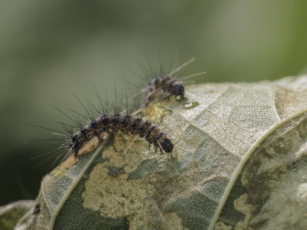 アメリカシロヒトリの幼虫