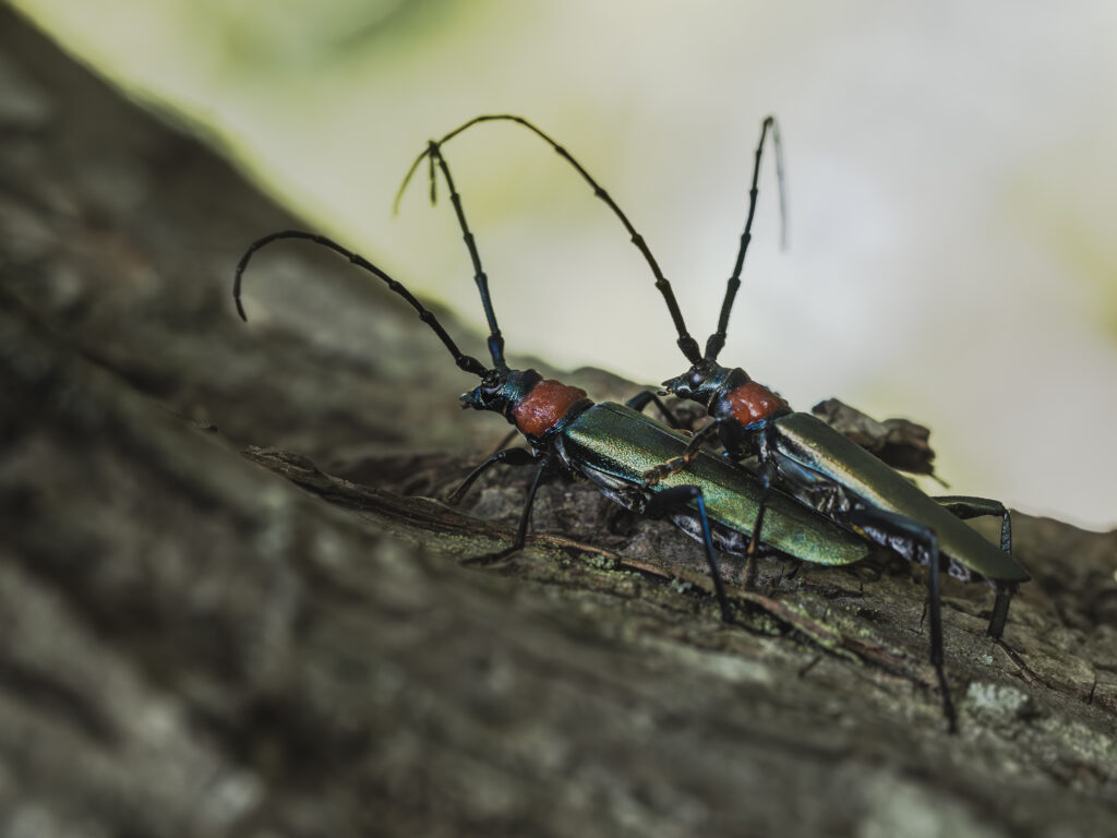 ジャコウカミキリの交尾