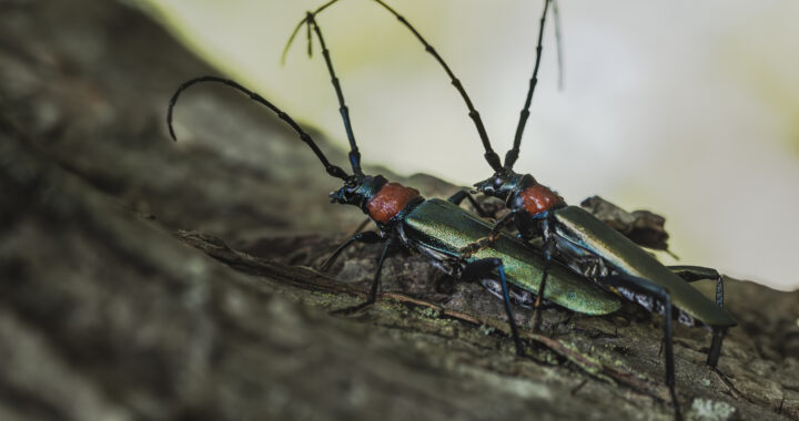 ジャコウカミキリの交尾