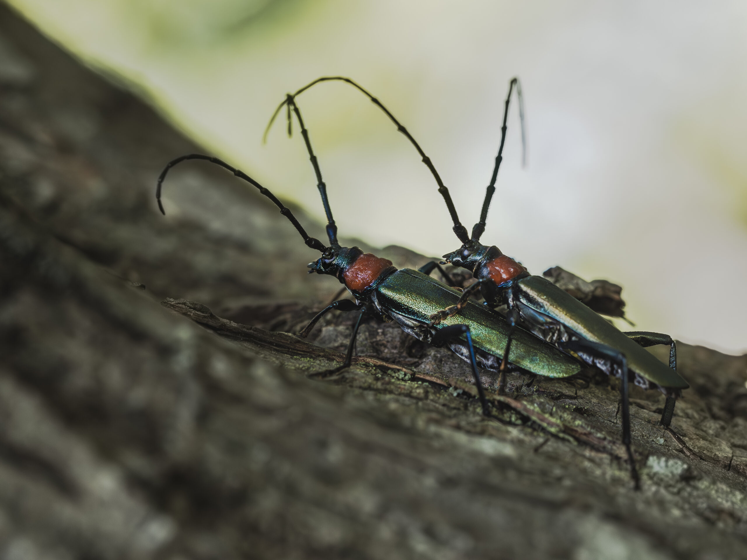 ジャコウカミキリの交尾
