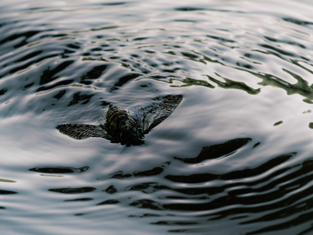 水面に揺れるエゾハルゼミ