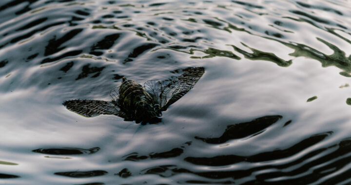 水面に揺れるエゾハルゼミ