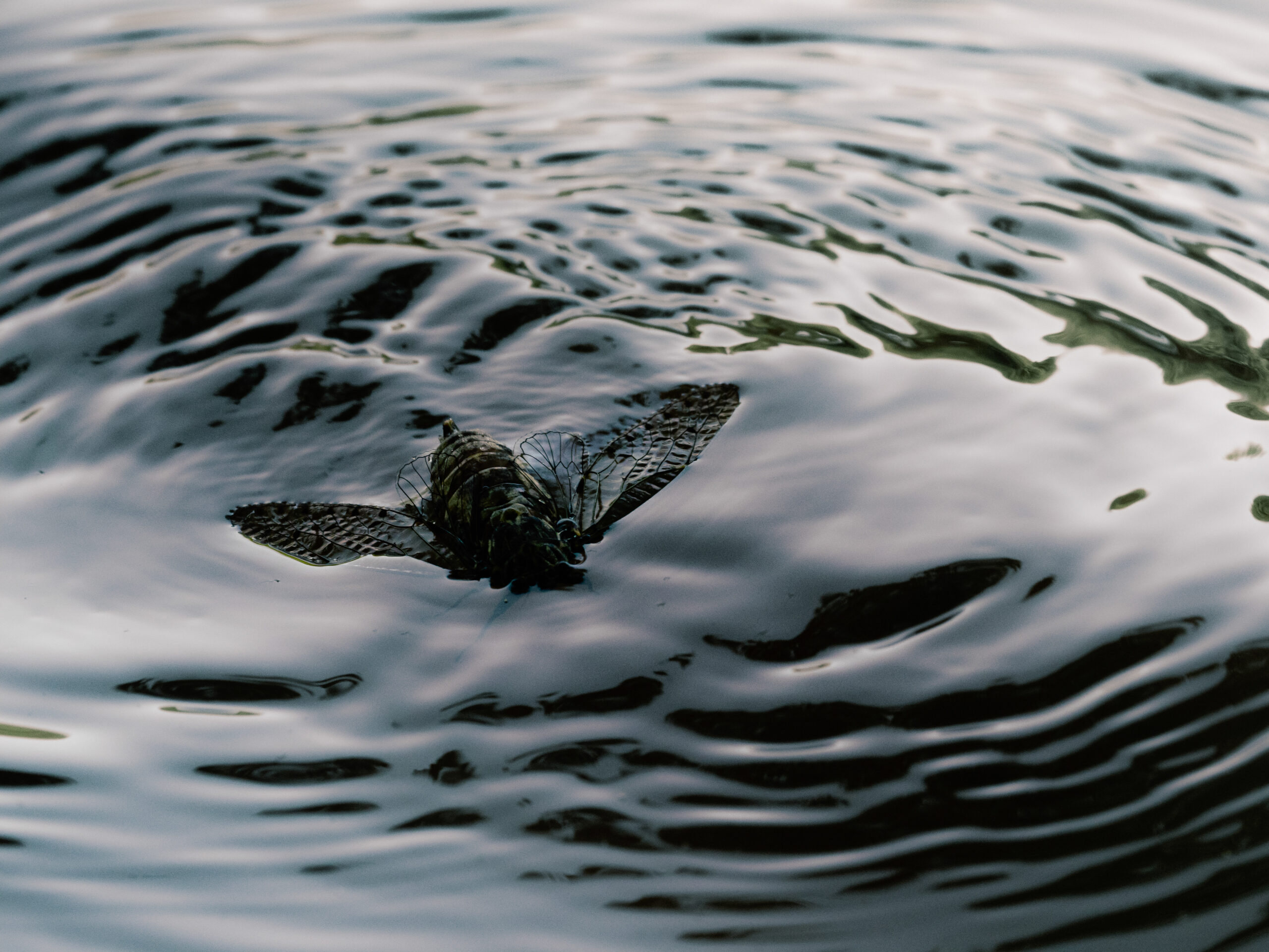 水面に揺れるエゾハルゼミ
