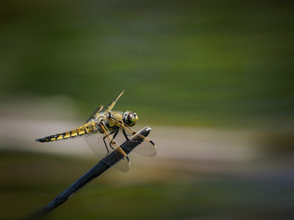 ヨツボシトンボの成虫