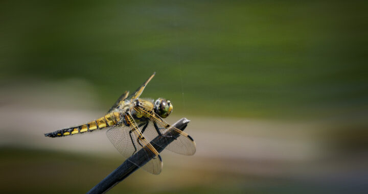ヨツボシトンボの成虫