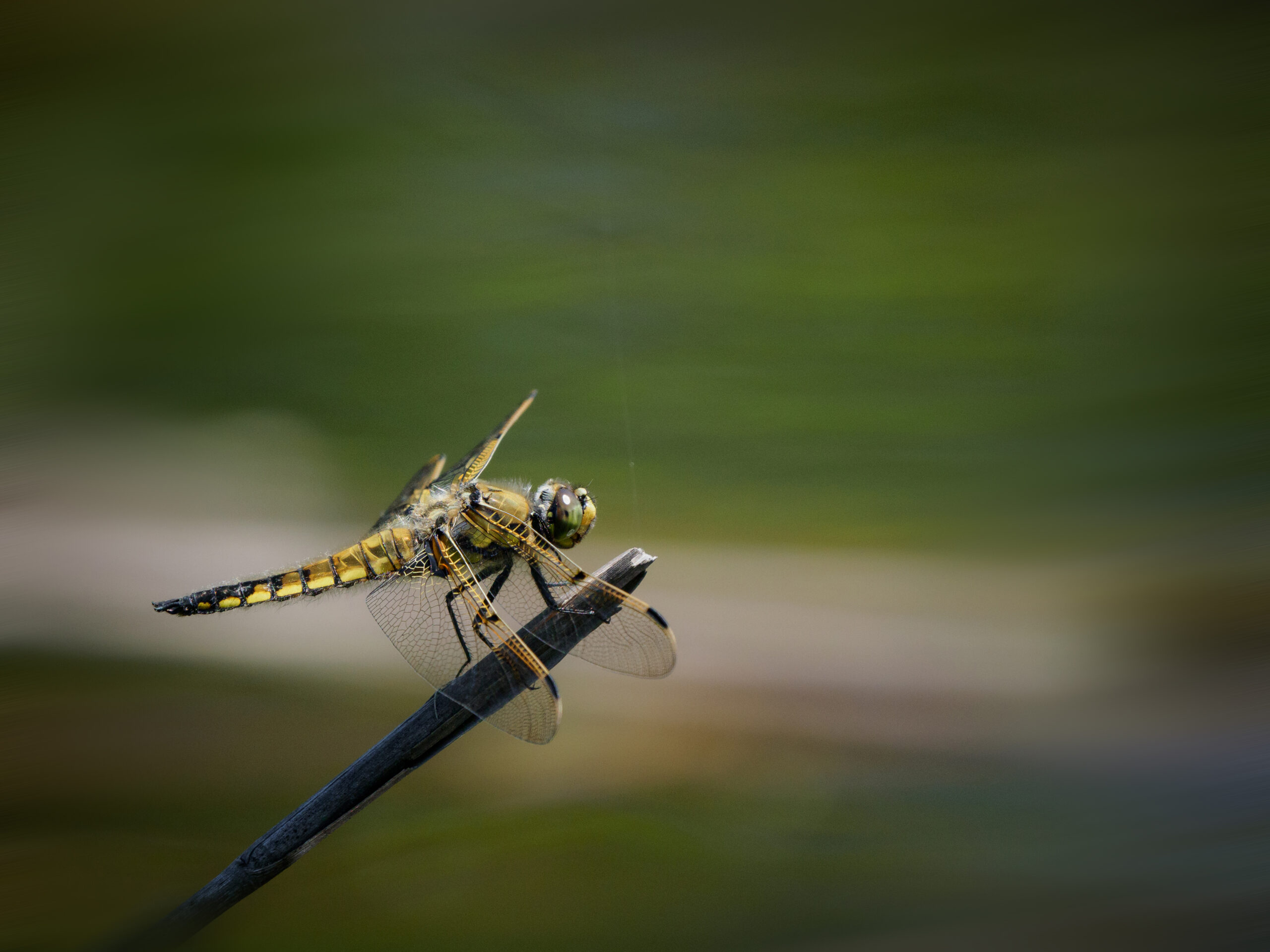 ヨツボシトンボの成虫